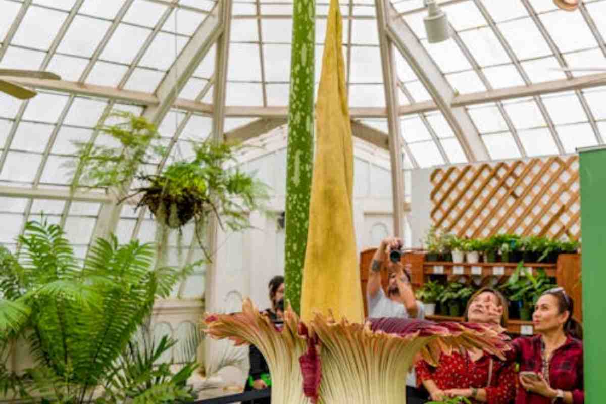 Amorphophallus titanum