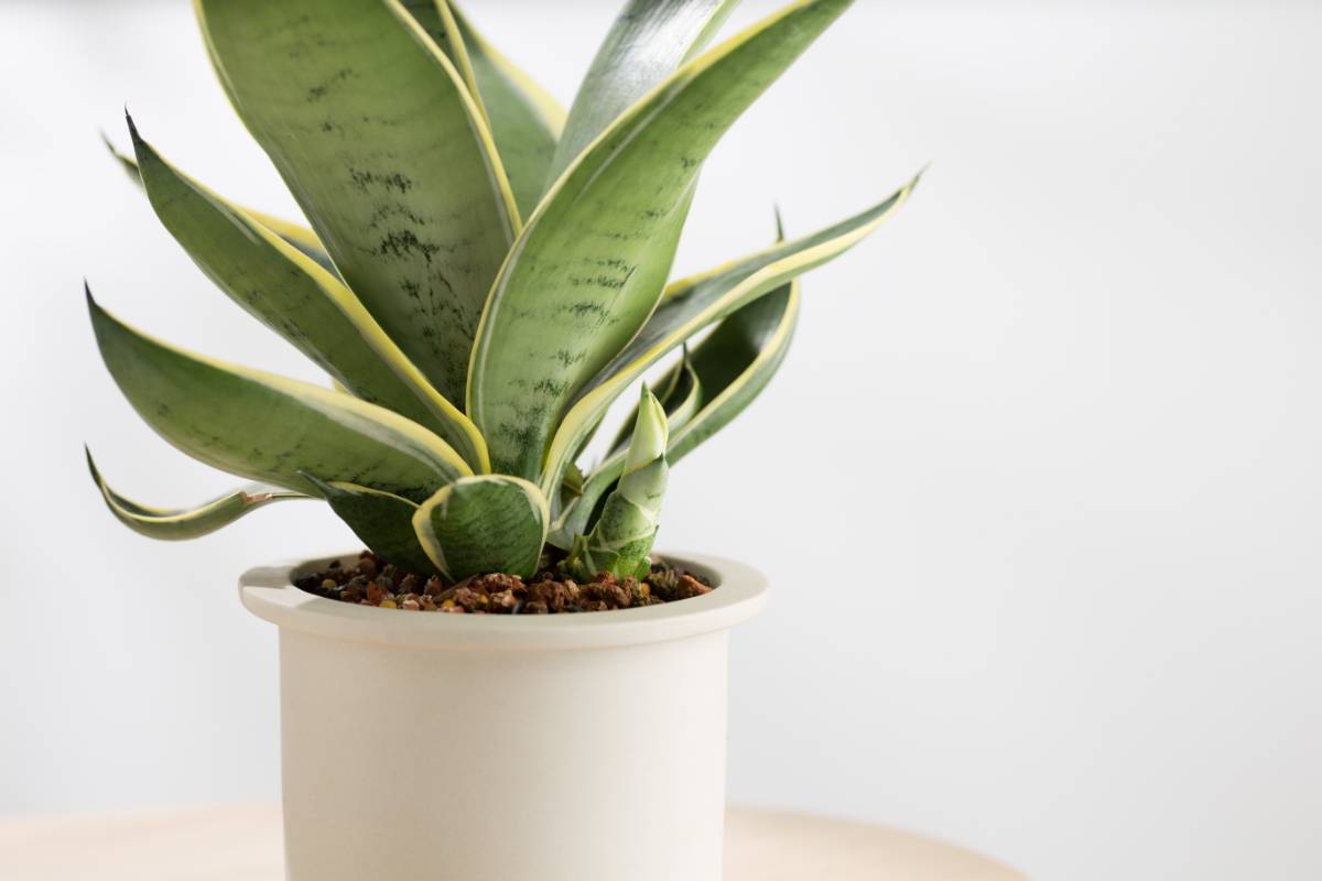 Pianta vaso
