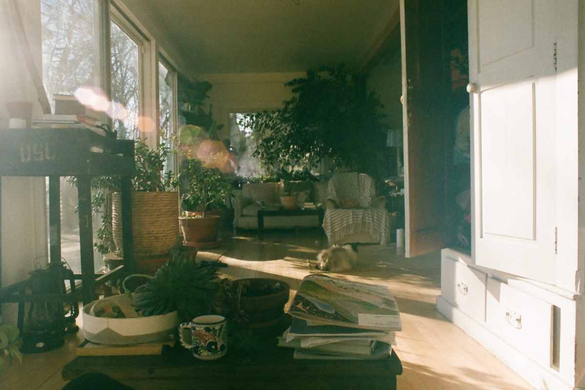 Piante casa