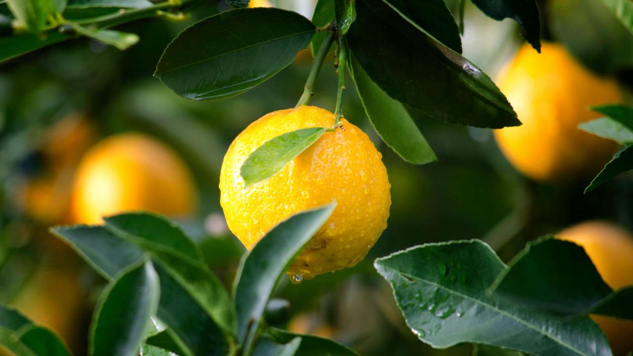 Pianta di limoni