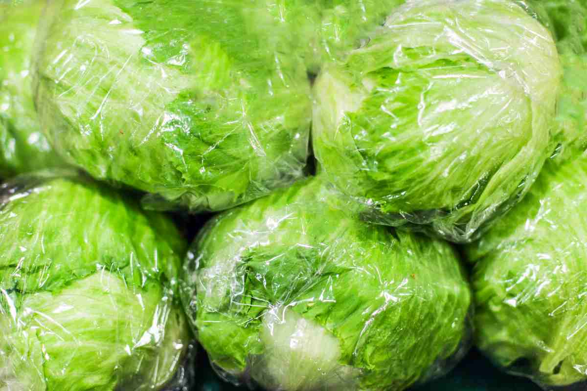 Lattuga
