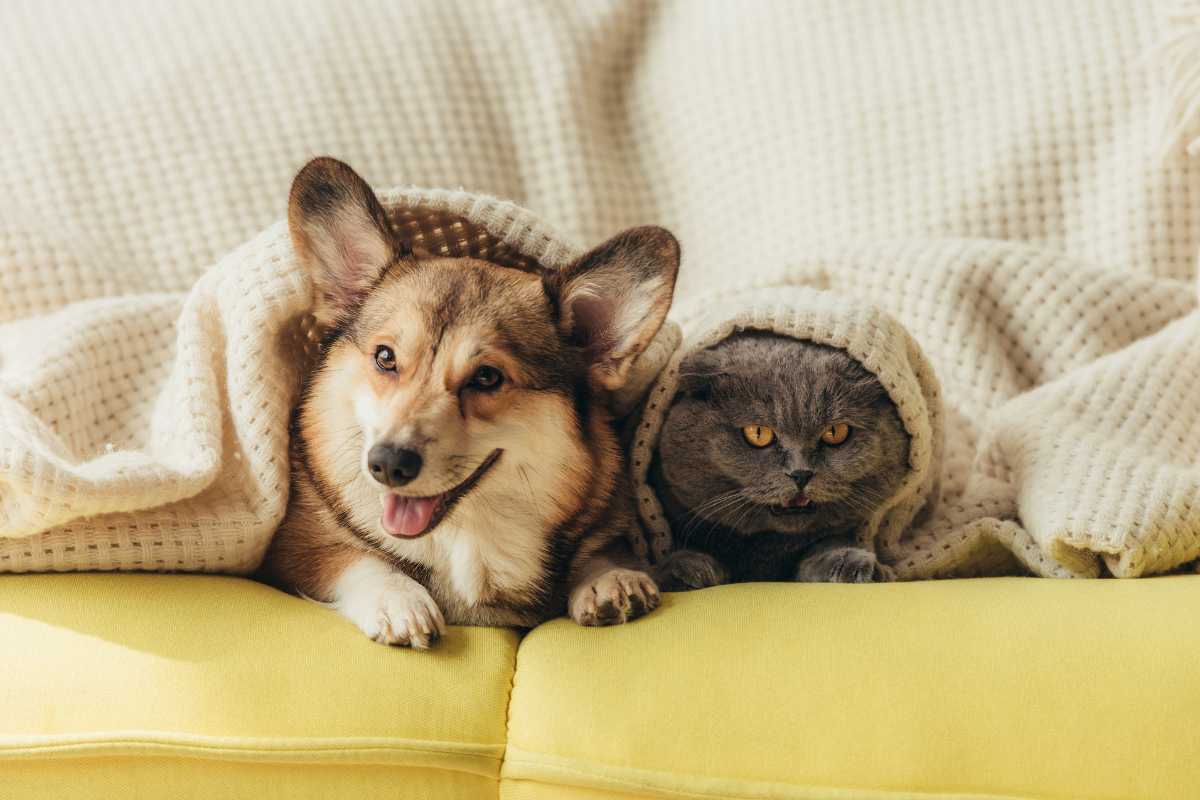 animali domestici