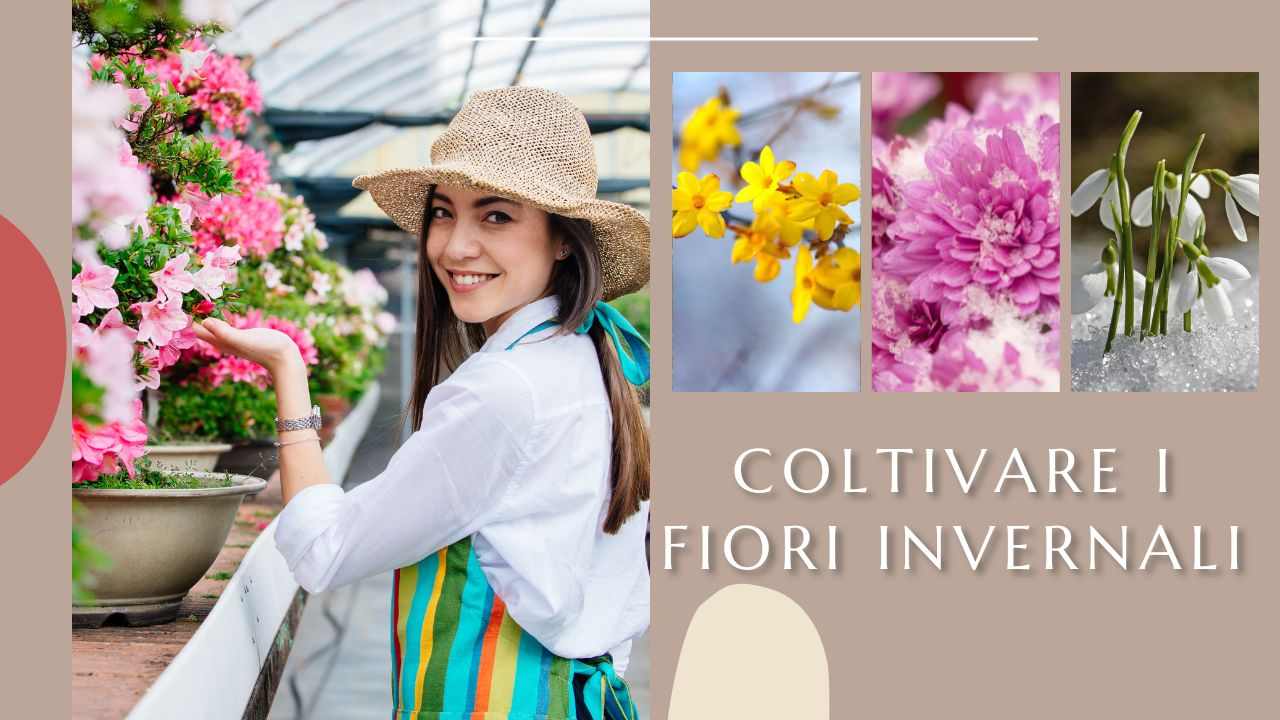 fiori invernali